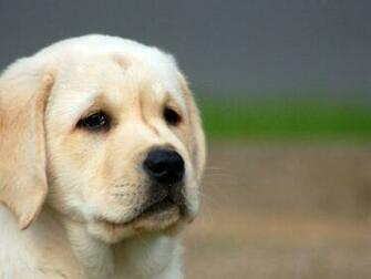 Yellow Lab Puppy