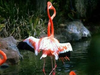 Flamingo Pink Wallpaper Background