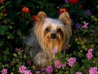 Flower Patch Yorkie Wallpaper HD