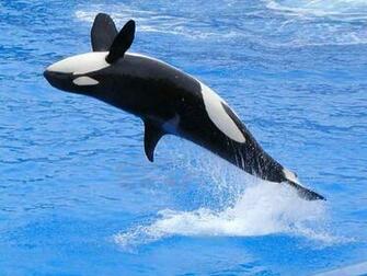 Whales Killer Whale Wallpaper