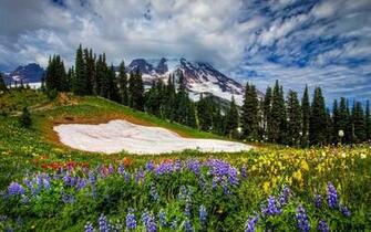 Mountain Wildflowers Wallpaper