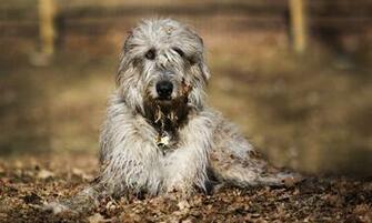 Irish Wolfhound Wallpaper