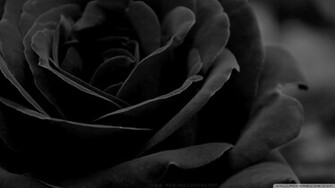 Wallpaper Black Rose 1080p HD Upload At December