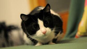 Black And White Cat Wallpaper