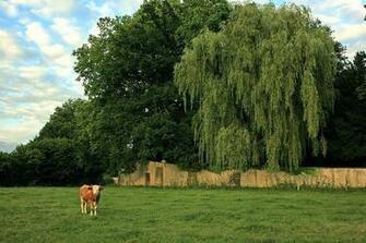 Weeping Willow Tree Salix