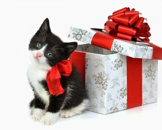 Cat Christmas Gift Wallpaper Beautiful Desktop