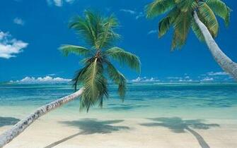 Palm Trees On Beach Wallpaper