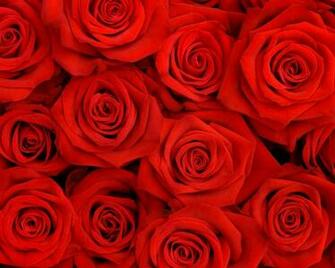 Red Flower Background Wallpaper