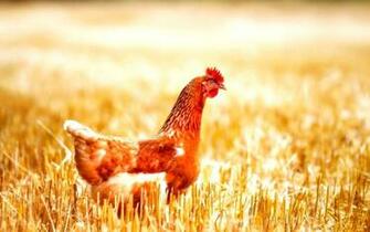Little Chickens Wallpaper HD Collection