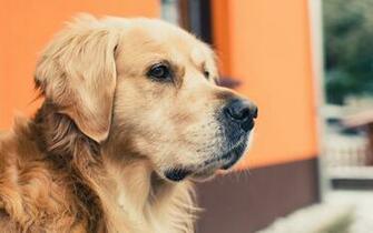 Golden Retriever Dog Wallpaper