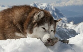 Alaskan Malamute Tapety HD T A