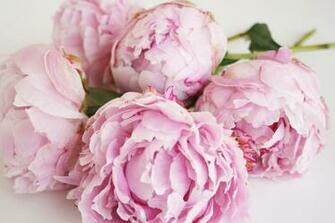 Ever Get A Huge Bouquet Of Peonies Like The One Above Heavenly