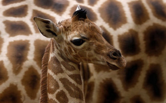 Cute Giraffe Wallpaper For Desktop