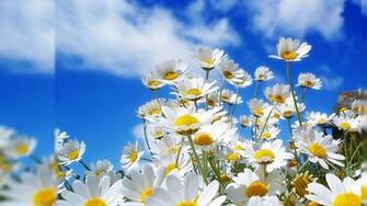 Floral Desktop Wallpaper HD Background Of Your Choice