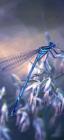 iPhone Wallpaper Dragonfly Grass Hazy