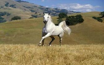 Cute White Coloured Horse Pictures Photos Wallpaper Running