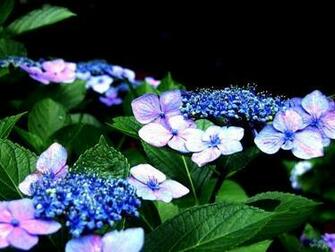 Beautiful Flower Garden Wallpaper