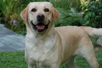 Labrador Retriever Photo And Wallpaper Beautiful