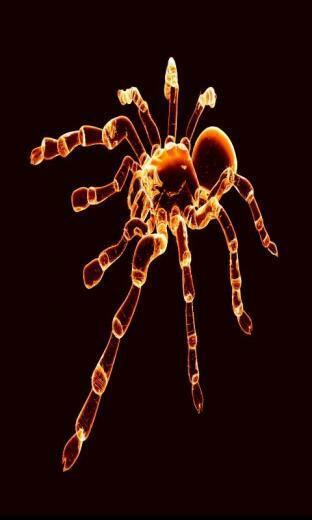 Neon Spider Live Wallpaper Android