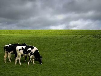 Displaying Image For Holstein Cow Silhouette Chainimage
