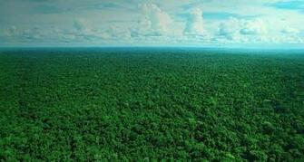 Amazon Rainforest Wallpaper
