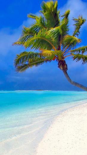 Palm Tree On Beach 3wallpaper iPhone Les Wallpaper Du