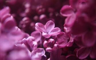 Lilac Wallpaper