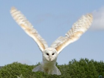 Wallpaper Owl Bird Snowy Arctic