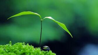 Plant Green Zen Wallpaper 4k UHDtv Resolution HD Pub