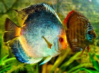 Discus Fish Photos Wallpaper The Fun Bank