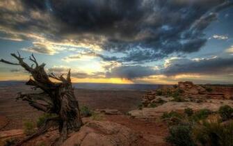 Plants Wood Wallpaper Clouds Desert Stock Photos