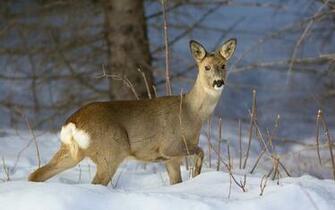 Snow Animals Deer Wallpaper Desktop