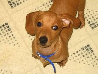 Dachshund Lovely Wallpaper Pictures