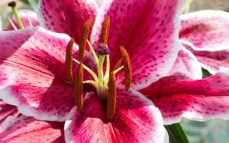Stargazer Lily Wallpaper Flower