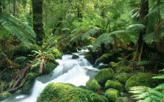 Jungle Wallpaper