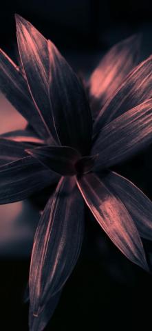 Plant Petals Leaves Gloomy Photography