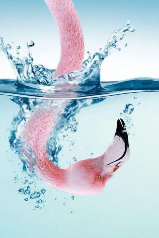 Flamingo Splash iPhone 4s Wallpaper