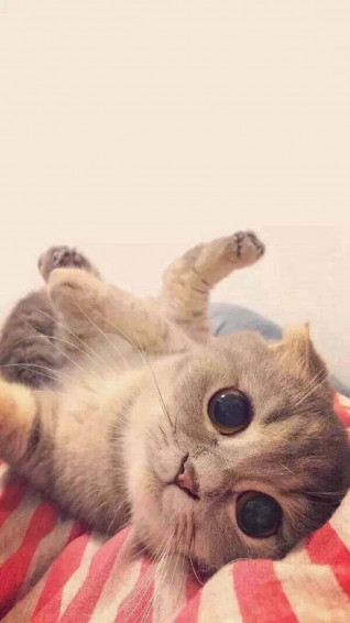 Cute Animal iPhone Wallpaper