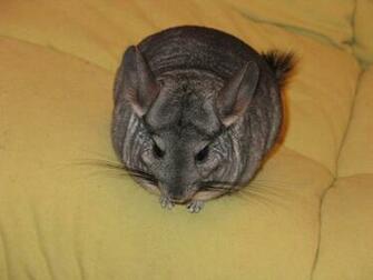 Chinchilla HD Wallpaper