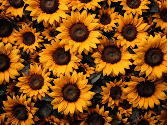 Sunflower Aesthetic Wallpaper