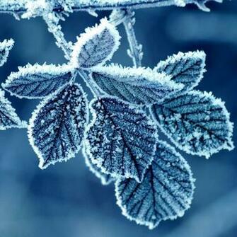 iPad Air Wallpaper Winter