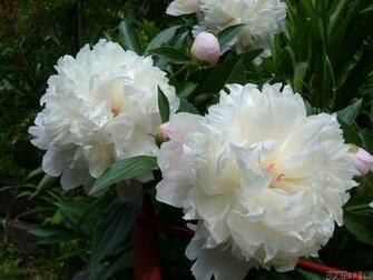 White Peony Wallpaper Open Walls