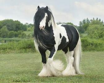 Pin Gypsy Horse Wallpaper