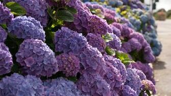 And Elegant Hydrangeas Desktop Wallpaper HD Background