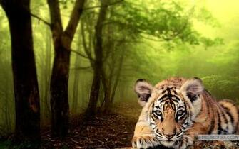 Small Wild Animals Wallpaper For Laptops And Computers Desktop