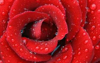 Best Wallpaper Name Flowers HD Resolotion X