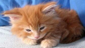 Sleepy Kitten Wallpaper Open Walls