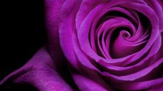 Flowers Wallpaper HD Desktop Wallapers High