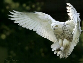 Snowy Owl In Flight Wallpaper