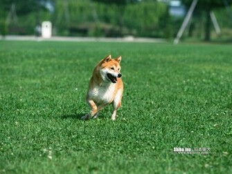 Shiba Inu Puppy Photos Dog Wallpaper No